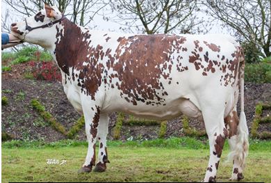 Hutille en première lactation (Alma x Message) – Mère de MARLOW