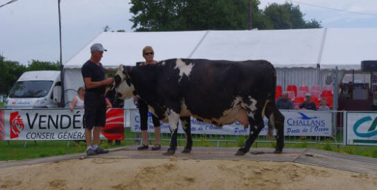 Une vache normande sur le ring lors du concours interdépartemental de Challans