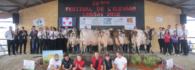 Les vaches gagnantes des sections sur le ring du concours départemental de Lessay 2018