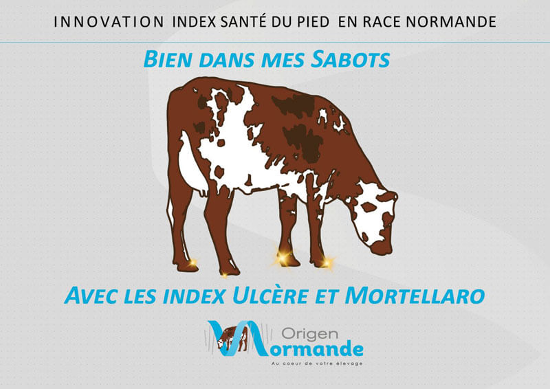 La vache d'Origen Normande avec des sabots en or