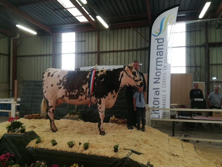Jolie (Guarana x Studio) de Denys LEREVEREND (Castillon en Auge) sur le ring de Caen
