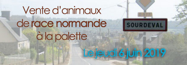 Vente de femelles de race Normande à Sourdeval (50) le 6 juin 2019