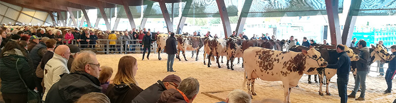 Le public contemple les vaches présentes sur le ring du concours de la foire St Martin