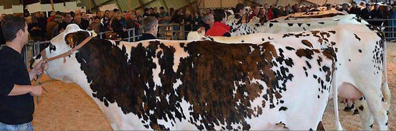 Des vaches normandes lors de la foire St Martin de St Hilaire du Harcouët