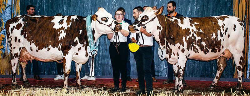 Hamilton et Muscade sur le podium du Concours Général Agricole 2020