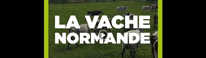Capture de la vidéo des Fromages AOP de Normandie sur la vache normande