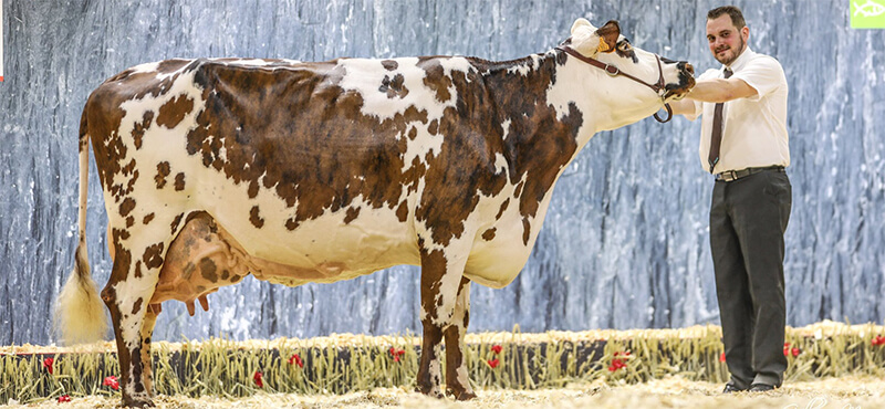 Hamilton, grande championne du Concours Général Agricole 2020. Photo de Guillaume MOY
