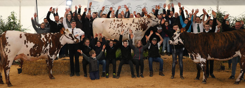 les vaches normandes championnes du départemental de l'Orne 2019 sur le ring avec les présentateurs
