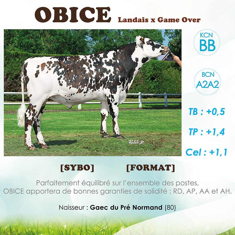 Obice, taureaux normand, ses index et ses commentaires