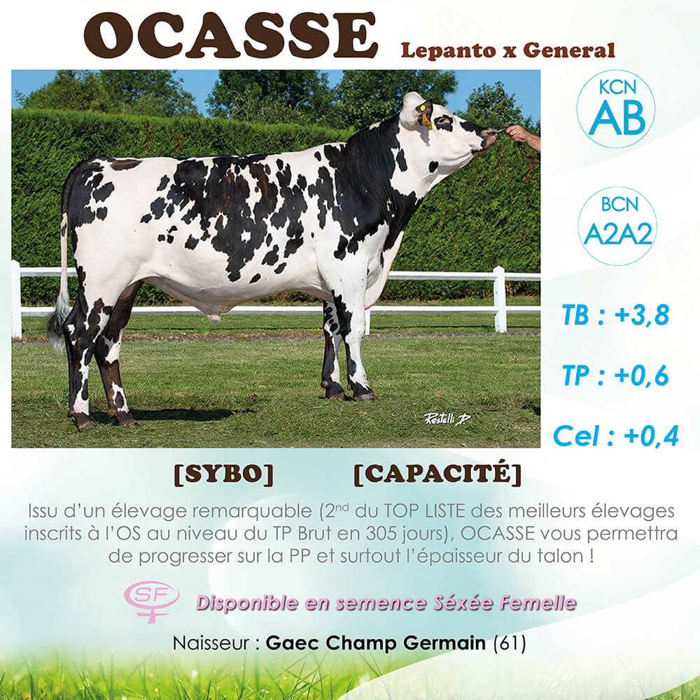Ocasse, taureaux normand, ses index et ses commentaires