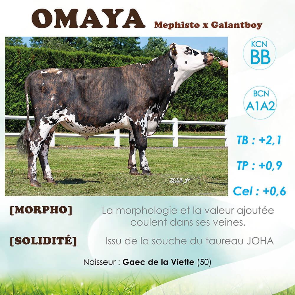 Omaya, taureaux normand, ses index et ses commentaires