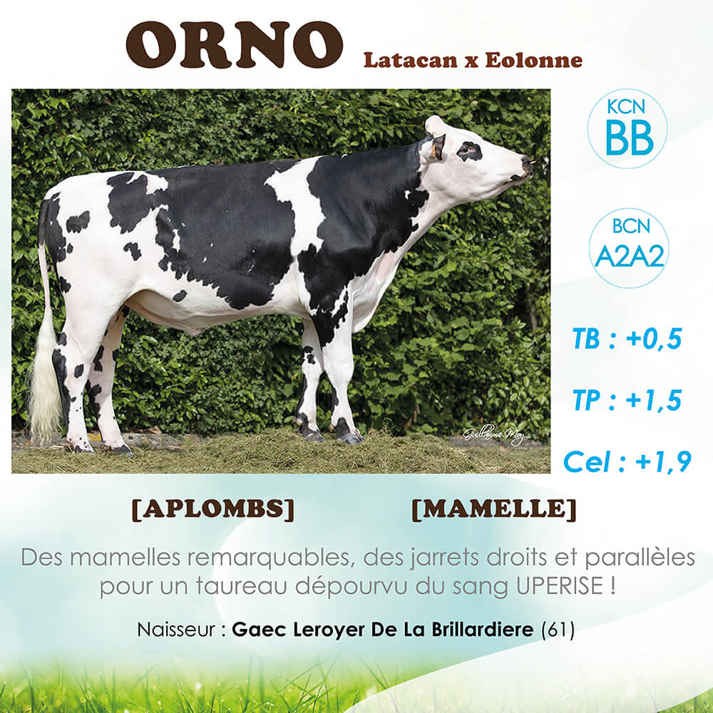 Orno, taureaux normand, ses index et ses commentaires