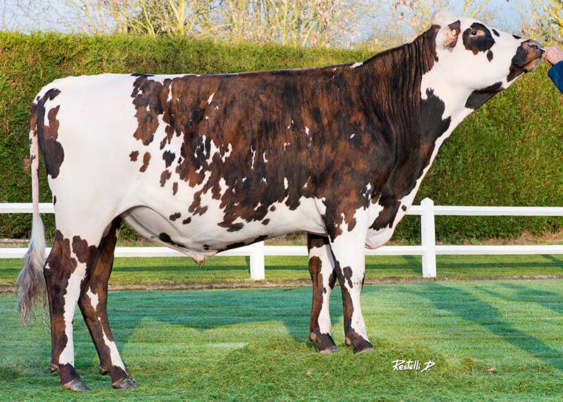 Jolabama (Highland x Redondo), taureau normand