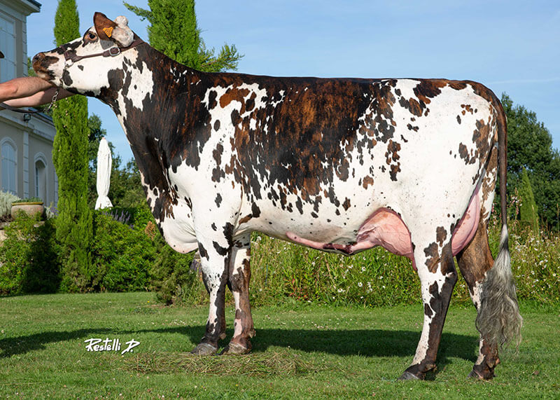 NATIERE, fille de JASMIN à l'Earl Gueret (28)