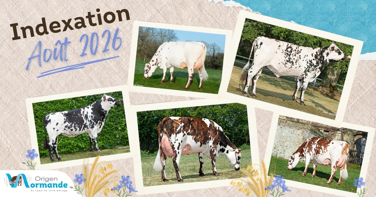 Indexation août 2026